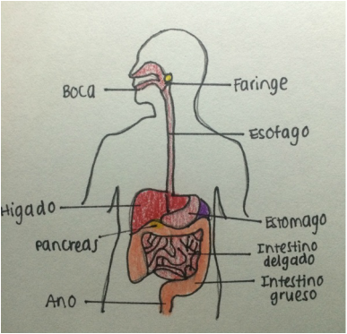 Sistema Digestivo Body Systems